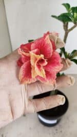Planta Dobrada 3527 – 35cm – 03 anos