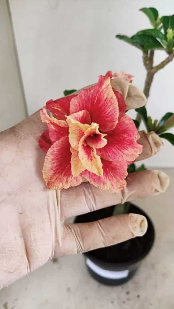 Planta Dobrada 3527 – 35cm – 03 anos - Imagem 1