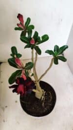 Planta Dobrada 3528 – 35cm – 03 anos - Imagem 9