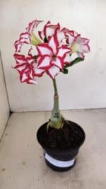 ENXERTO 12121 – 22cm (cor LM 797) Id: FERRARI