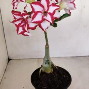 ENXERTO 12121 – 22cm (cor LM 797) Id: FERRARI
