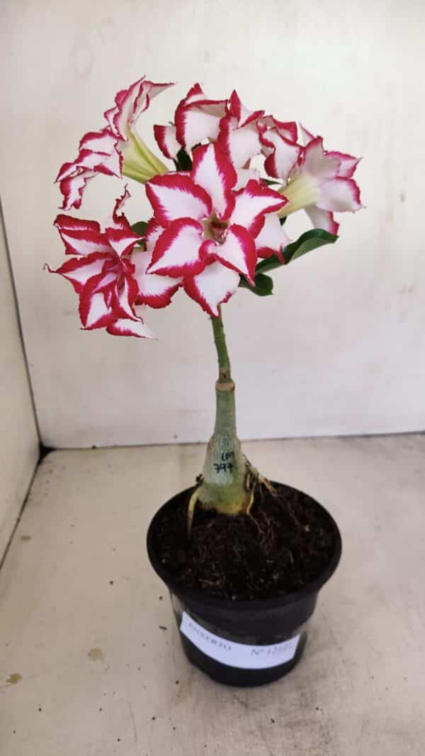 ENXERTO 12121  – 22cm (cor LM 797) Id: FERRARI - Imagem 1