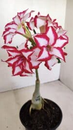 ENXERTO 12121 – 22cm (cor LM 797) Id: FERRARI - Imagem 3