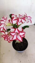 ENXERTO 12121 – 22cm (cor LM 797) Id: FERRARI - Imagem 4