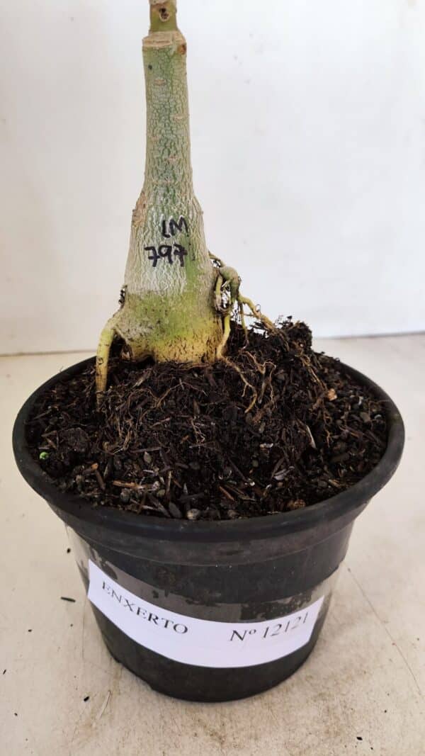 ENXERTO 12121  – 22cm (cor LM 797) Id: FERRARI - Imagem 6