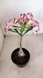 ENXERTO 12121 – 22cm (cor LM 797) Id: FERRARI - Imagem 5