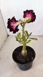 ENXERTO 12122  – 20cm (cor LM 425) - Imagem 6