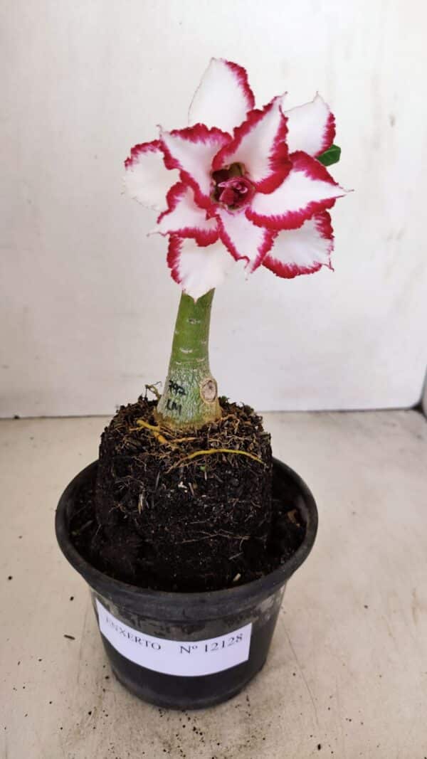 ENXERTO 12128  – 20cm (cor LM 797) Id: FERRARI - Imagem 1