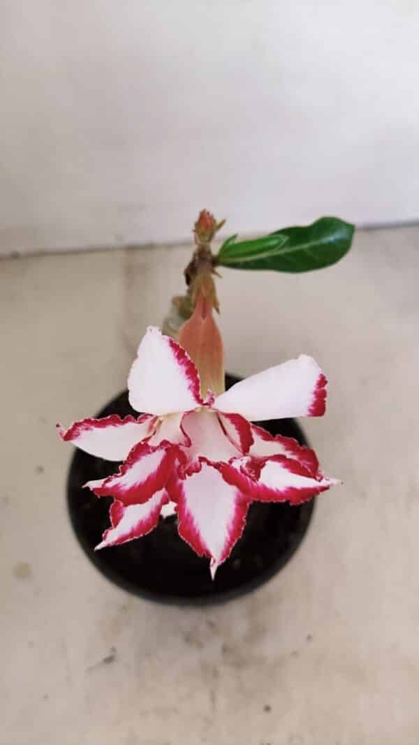 ENXERTO 12128  – 20cm (cor LM 797) Id: FERRARI - Imagem 3