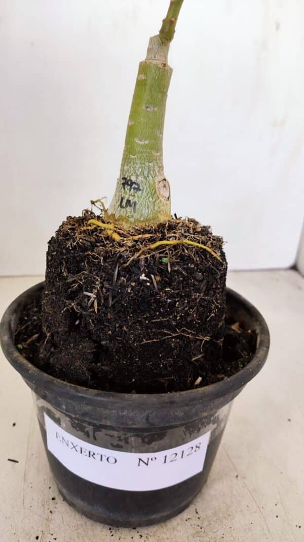 ENXERTO 12128  – 20cm (cor LM 797) Id: FERRARI - Imagem 7