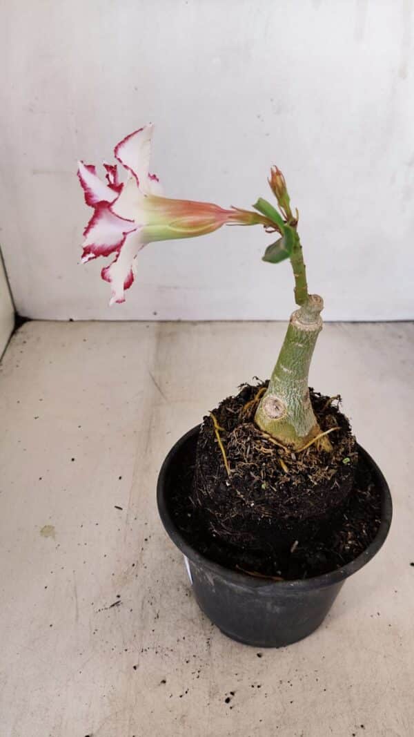 ENXERTO 12128  – 20cm (cor LM 797) Id: FERRARI - Imagem 5