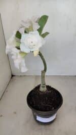 ENXERTO 12130  – 22cm (cor LM 615) - Imagem 2