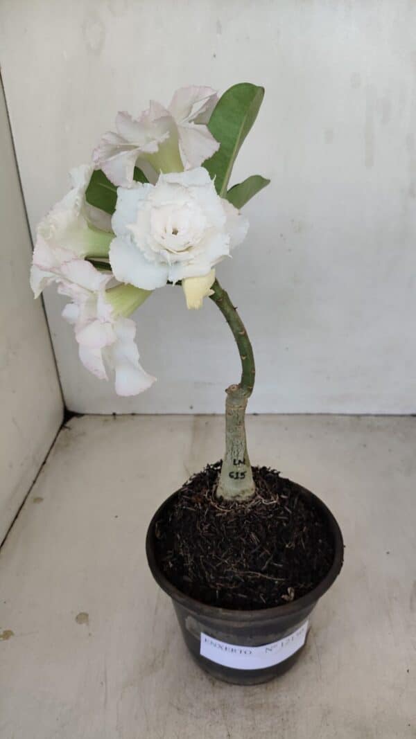 ENXERTO 12130  – 22cm (cor LM 615) - Imagem 2