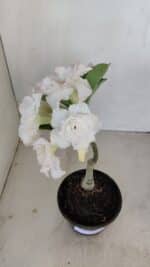 ENXERTO 12130  – 22cm (cor LM 615) - Imagem 4