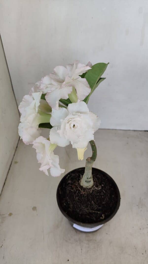 ENXERTO 12130  – 22cm (cor LM 615) - Imagem 4