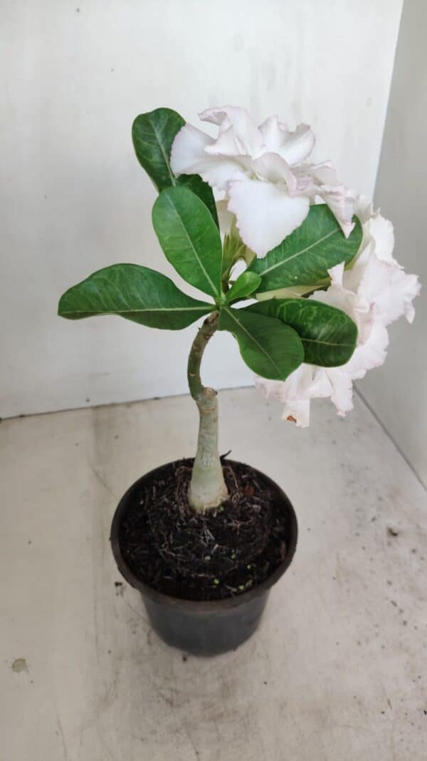 ENXERTO 12130  – 22cm (cor LM 615) - Imagem 6