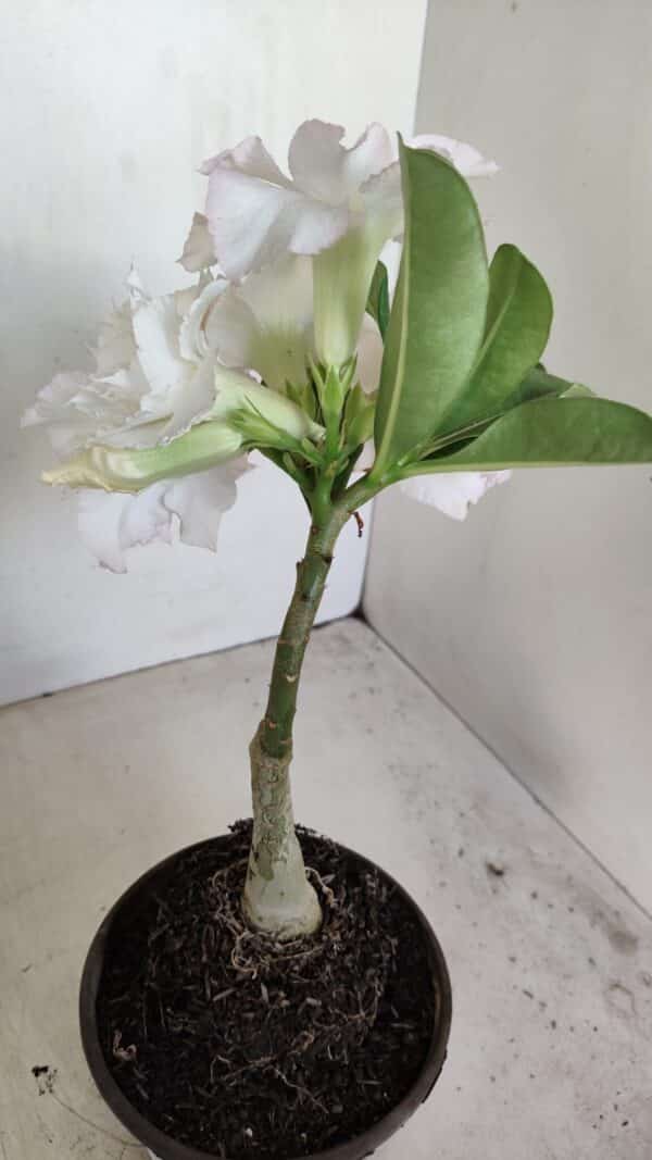 ENXERTO 12130  – 22cm (cor LM 615) - Imagem 5