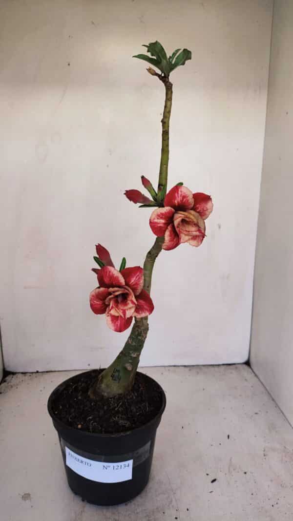 ENXERTO 12134  – 30cm (cor LM 414) - Imagem 2