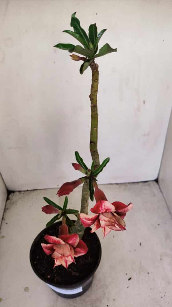 ENXERTO 12134  – 30cm (cor LM 414) - Imagem 5