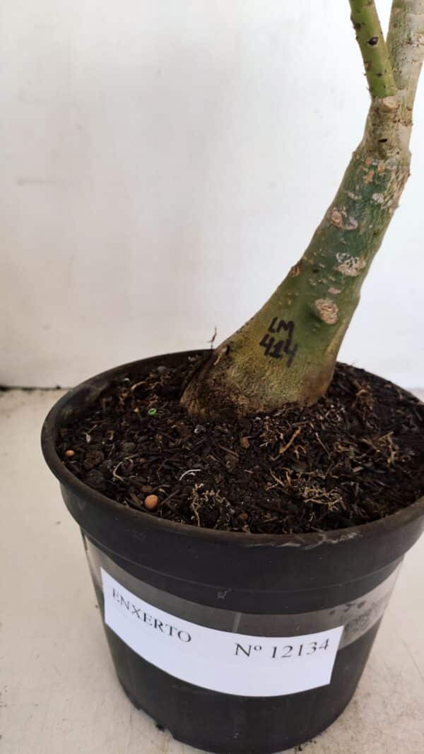 ENXERTO 12134  – 30cm (cor LM 414) - Imagem 7