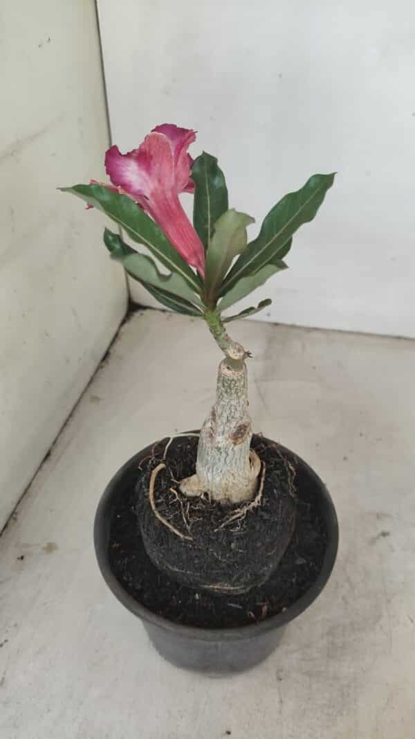 ENXERTO 12138  – 20cm (cor LM 1005) - Imagem 4