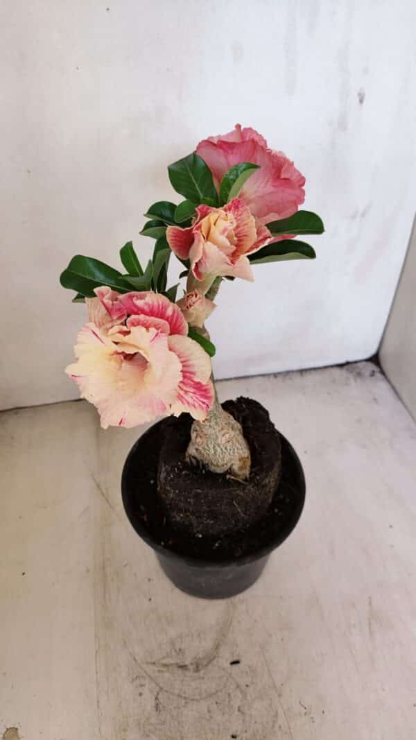 ENXERTO 12141  – 20cm (cor LM 582) - Imagem 5