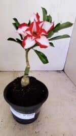ENXERTO 12146 – 20cm (cor LM 797) Id: FERRARI - Imagem 2