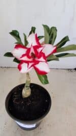 ENXERTO 12146 – 20cm (cor LM 797) Id: FERRARI
