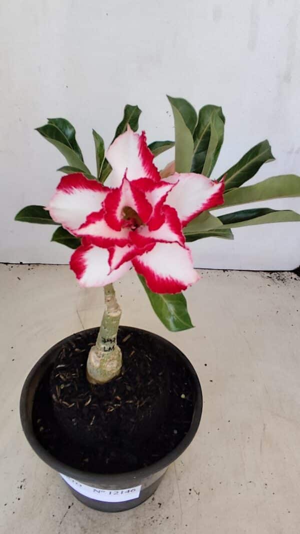 ENXERTO 12146  – 20cm (cor LM 797) Id: FERRARI - Imagem 1