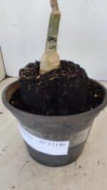 ENXERTO 12146 – 20cm (cor LM 797) Id: FERRARI - Imagem 6