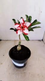 ENXERTO 12146 – 20cm (cor LM 797) Id: FERRARI - Imagem 5