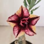 ENXERTO 12151  – 20cm (cor LM 1009)