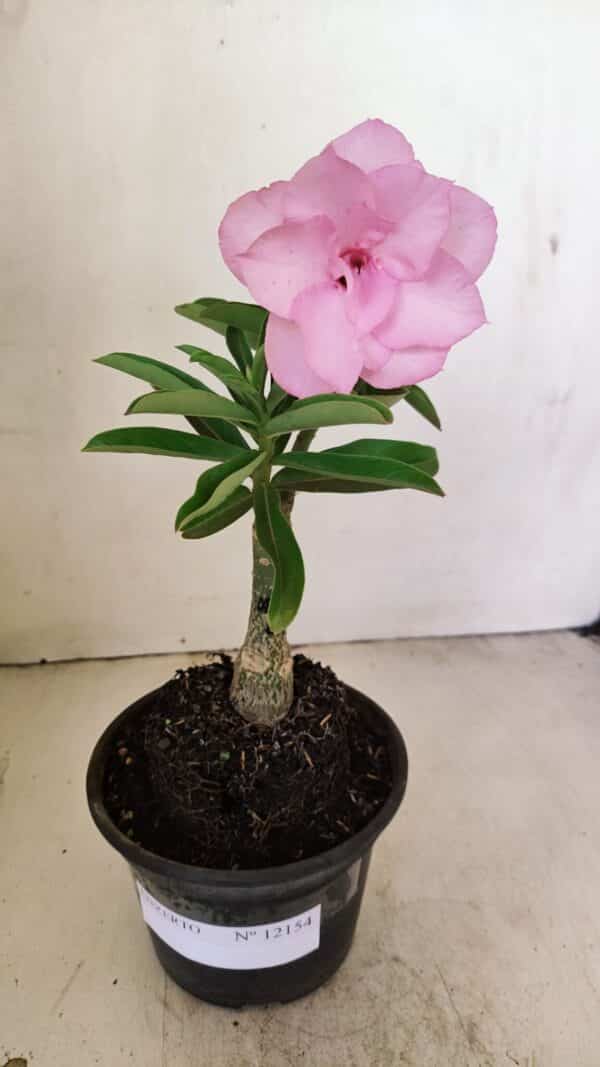 ENXERTO 12154 – 20cm (cor LM 08) - Imagem 2