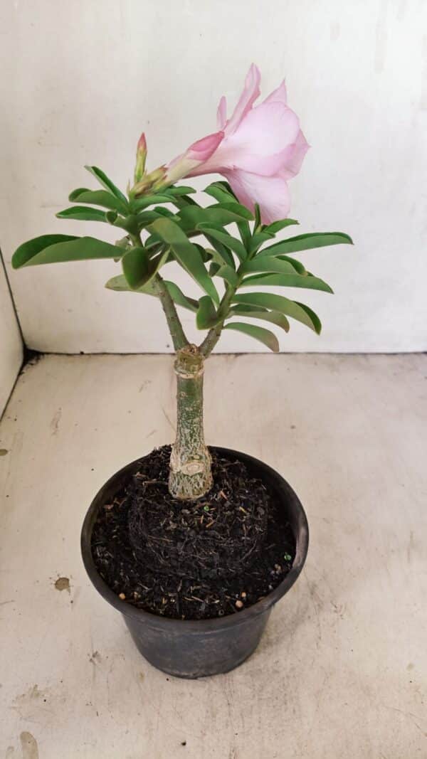 ENXERTO 12154 – 20cm (cor LM 08) - Imagem 5
