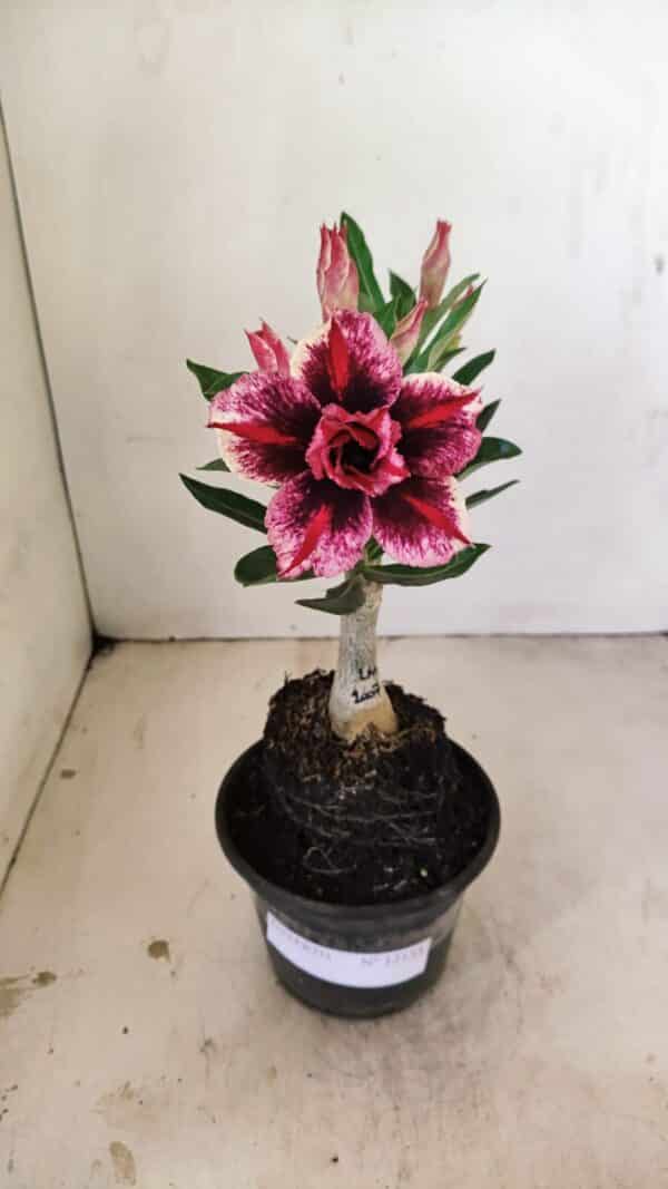 ENXERTO 12155 – 20cm (cor LM 1007) - Imagem 1
