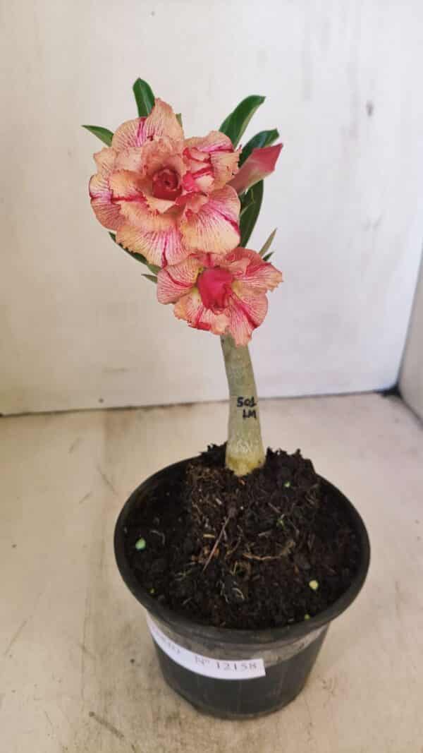 ENXERTO 12158 – 20cm (cor LM 501) - Imagem 2