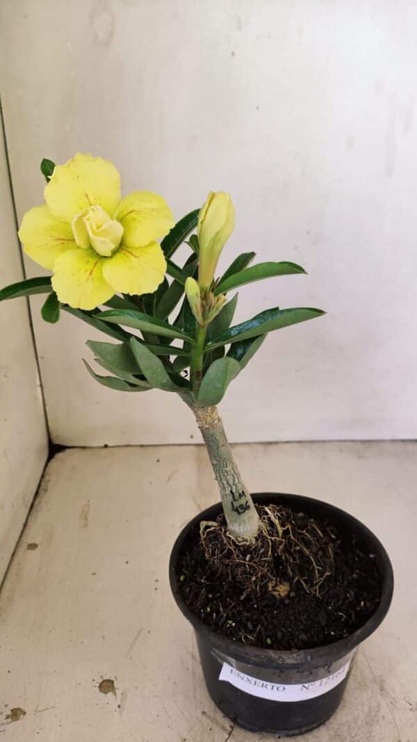 ENXERTO 12164 – 20cm (cor LM 436) - Imagem 2