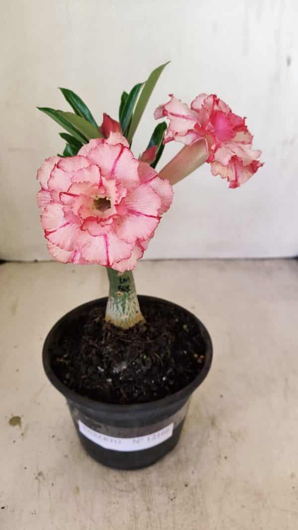 ENXERTO 12166 – 20cm (cor LM 501) - Imagem 1