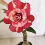 ENXERTO 12167 – 20cm (cor LM 725)