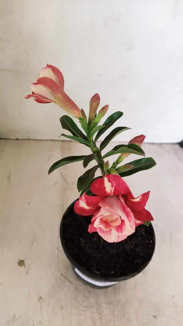ENXERTO 12167 – 20cm (cor LM 725) - Imagem 4