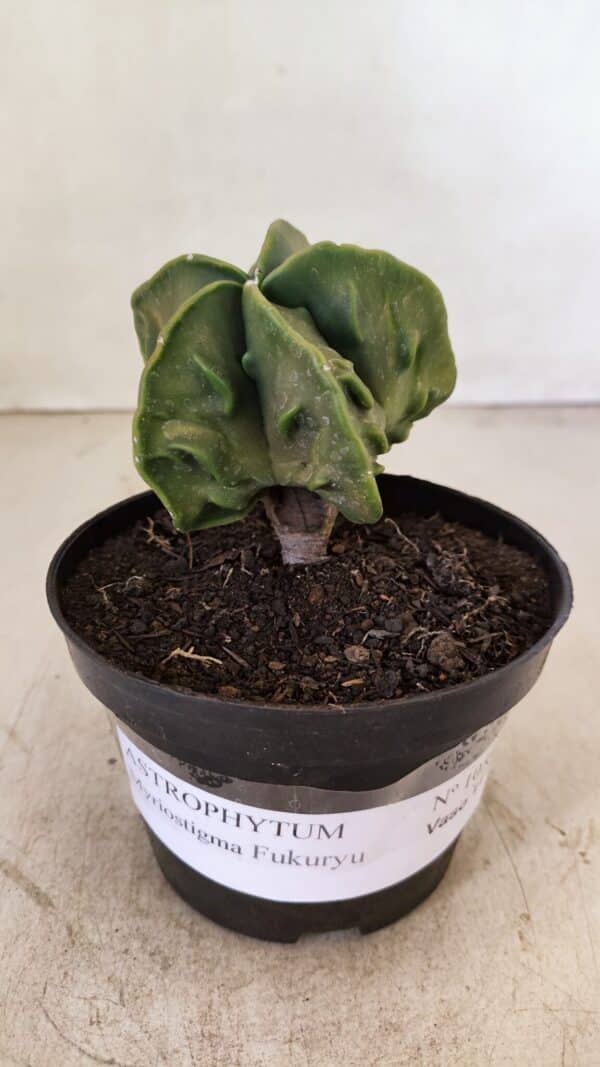 ASTROPHYTUM MYRIOSTIGMA "Fukuryu"  Nº 1059 – vaso 11 - Imagem 2