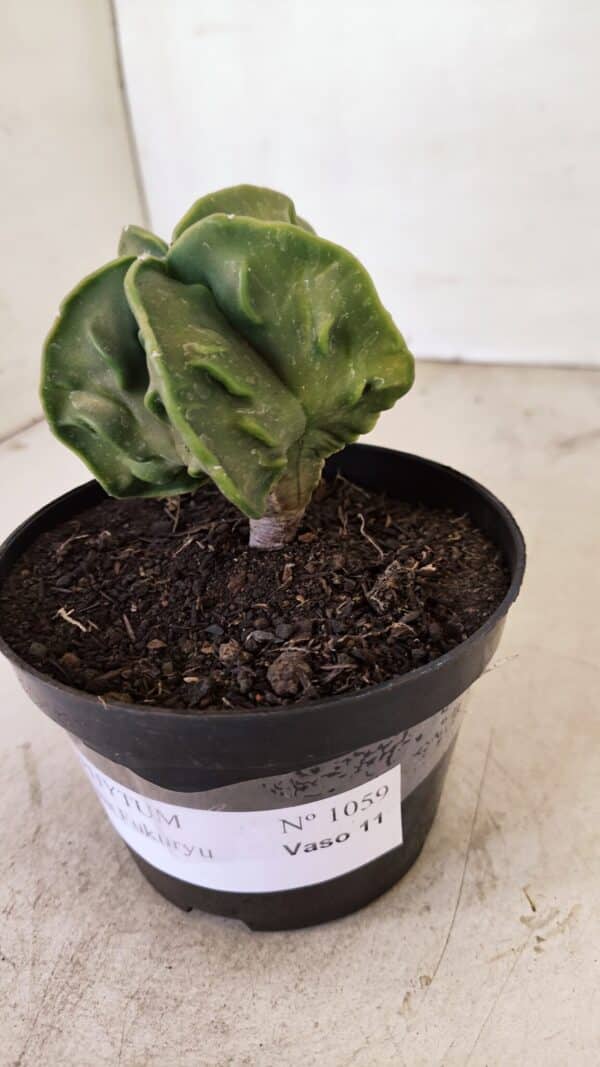 ASTROPHYTUM MYRIOSTIGMA "Fukuryu"  Nº 1059 – vaso 11 - Imagem 8