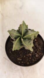 ASTROPHYTUM MYRIOSTIGMA "Fukuryu" Nº 1059 – vaso 11 - Imagem 3