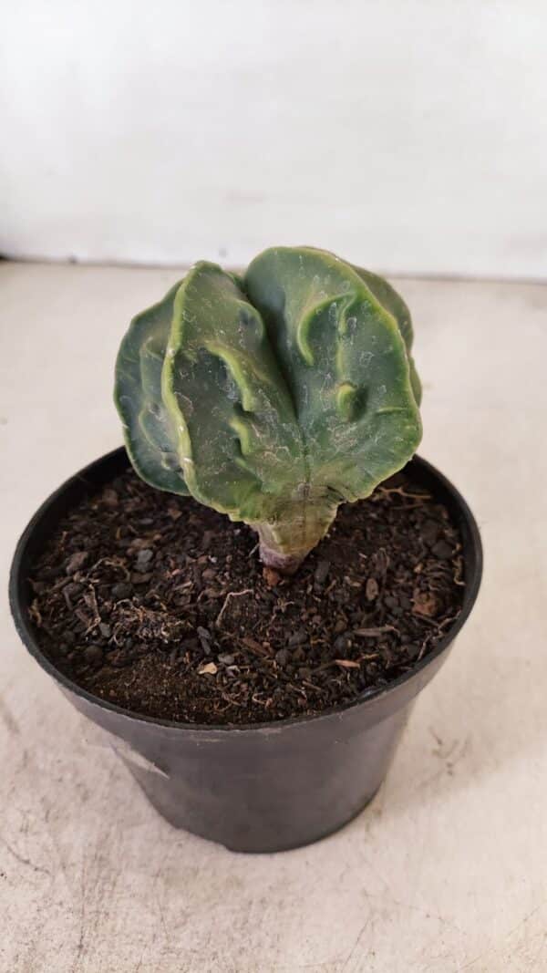 ASTROPHYTUM MYRIOSTIGMA "Fukuryu"  Nº 1059 – vaso 11 - Imagem 7