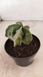 ASTROPHYTUM MYRIOSTIGMA "Fukuryu" Nº 1059 – vaso 11 - Imagem 6