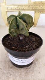 ASTROPHYTUM MYRIOSTIGMA "Fukuryu" Nº 1059 – vaso 11 - Imagem 4