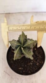 ASTROPHYTUM MYRIOSTIGMA "Fukuryu" Nº 1059 – vaso 11