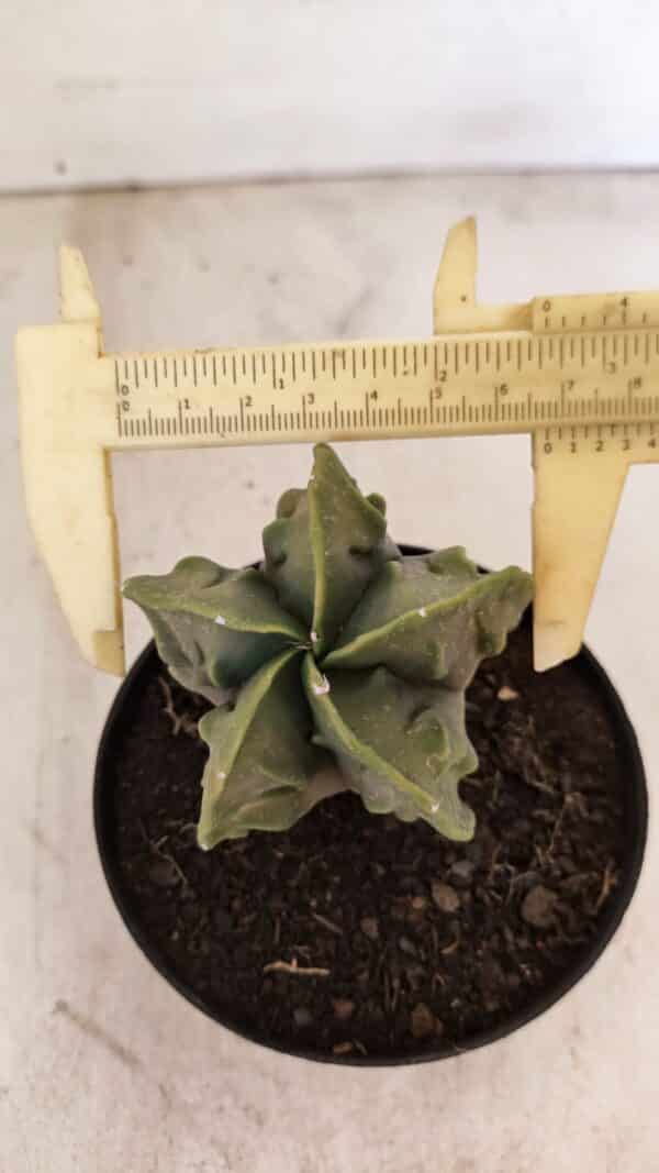 ASTROPHYTUM MYRIOSTIGMA "Fukuryu"  Nº 1059 – vaso 11 - Imagem 1