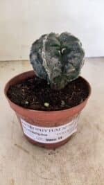ASTROPHYTUM MYRIOSTIGMA "Fukuryu" Nº 992 – vaso 11 - Imagem 2