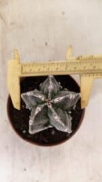 ASTROPHYTUM MYRIOSTIGMA "Fukuryu" Nº 992 – vaso 11